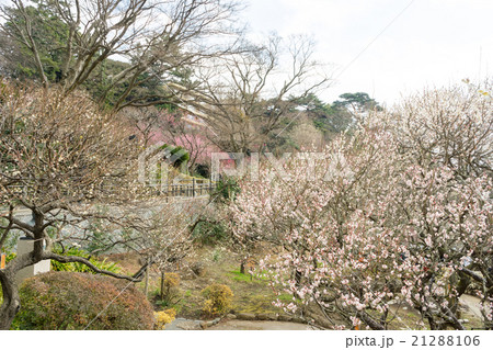 熱海梅園 21288106