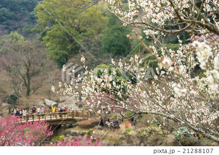 熱海梅園 21288107