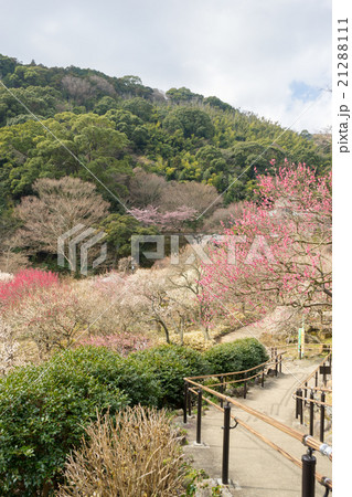 熱海梅園 21288111