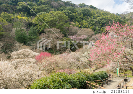 熱海梅園 21288112