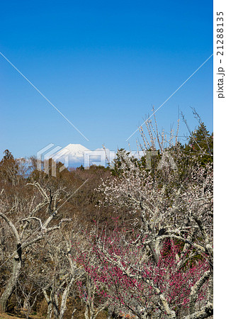 修善寺梅園と富士山 修善寺梅園と富士山 21288135