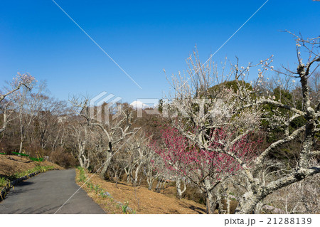 修善寺梅園と富士山 21288139