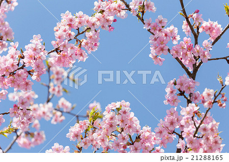 河津桜のフレーム 21288165