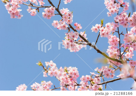 河津桜のフレーム 21288166