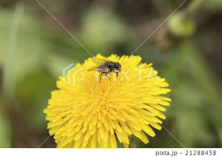 dandelion on the white background dandelion on the white background 21288458