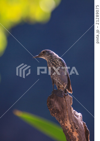 Blue Rock Thrush bird (Monticola solitarius) 21289075