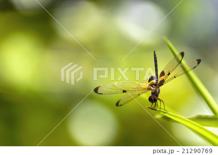 The dragonfly sitting on green leaf 21290769