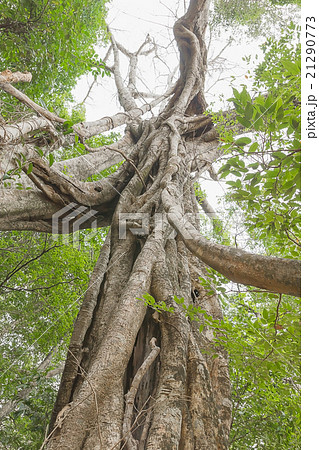 Under big green tree of a giant rainforest tree Under big green tree of a giant rainforest tree 21290773