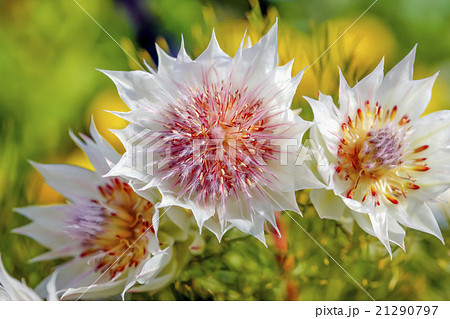 ジョーイセルリアの花の写真素材