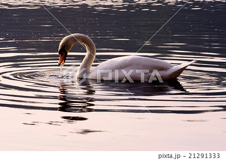 italy side river ticino italy side river ticino 21291333