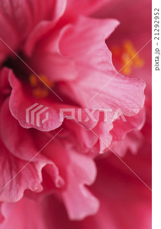 hibiscus flower fragment 21292952