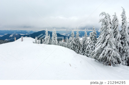 Icy snowy fir trees in winter mountain. 21294295
