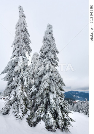 Icy snowy fir trees on winter hill. 21294296