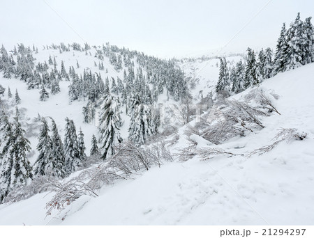 Snowy fir trees on winter hill. 21294297