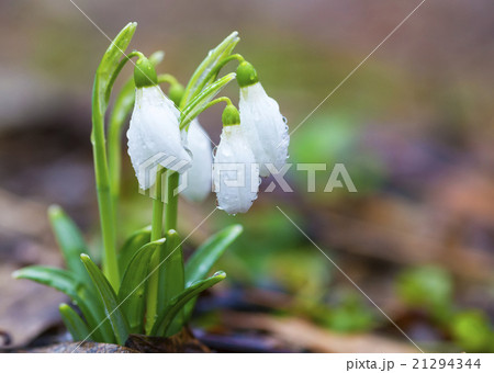 Group of beautiful fresh snowdrops in early spring 21294344