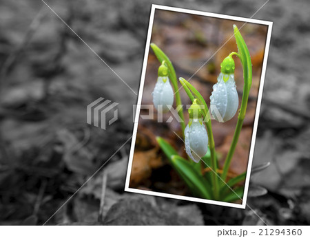 Spring greeting card with snowdrops 21294360