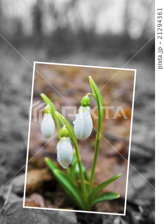Spring greeting card with snowdrops 21294361