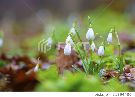 Snowdrops against old leaves in spring wood 21294400