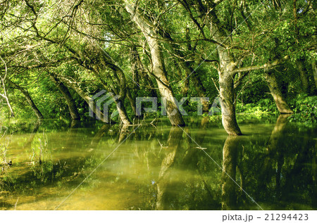 reflection of flooded tree in lake 21294423