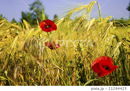 poopy among grain 21294425