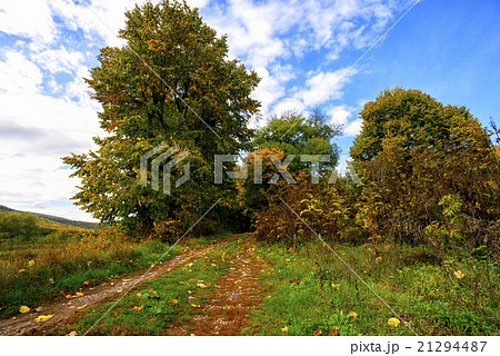path in the forest in autumn path in the forest in autumn 21294487
