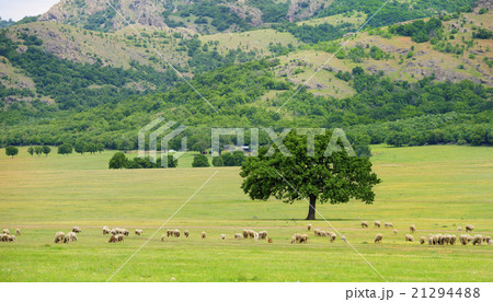 sheeps grazing near an oak 21294488