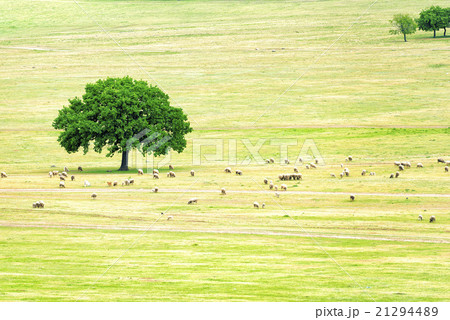 a flock of sheep near an oak a flock of sheep near an oak 21294489