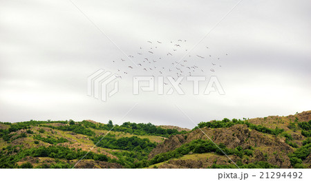 flock of birds in springtime 21294492