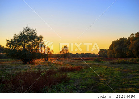 trees at sunset time 21294494