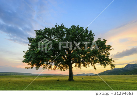 Beautiful landscape of a single oak and mountains 21294663
