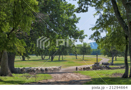 Beautiful landscape of a single oak and mountains 21294664