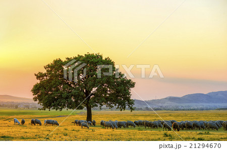 Beautiful landscape of a single oak and mountains 21294670
