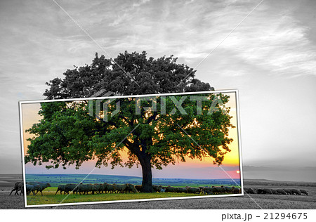 Beautiful landscape of a single oak and mountains 21294675