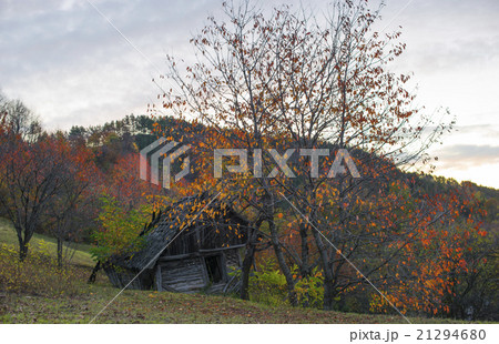 Beautiful landscape of a single oak and mountains 21294680
