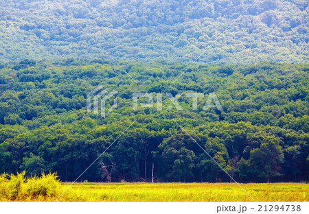 Green forest on the mountainside 21294738