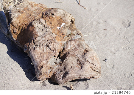 砂浜に打ち上げられた流木 砂浜に打ち上げられた流木 21294746