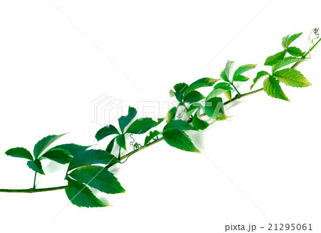 Green twig of grapes leaves Green twig of grapes leaves 21295061