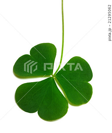 Spring clover leaf Spring clover leaf 21295062