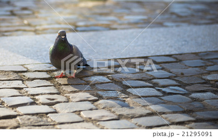 Pigeons close up at Piata Sfatului  21295091