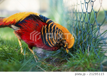 Portrait of captive Golden Pheasant Portrait of captive Golden Pheasant 21295115