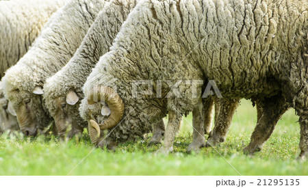 Flock of sheep on green grass Flock of sheep on green grass 21295135
