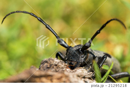 Morimus funereu staying on a rock 21295218
