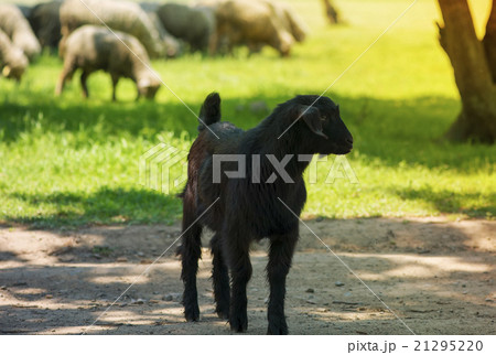 young black goat on farm alley young black goat on farm alley 21295220