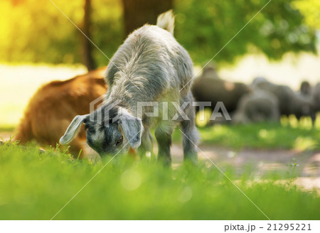 Young  goat eating grass 21295221
