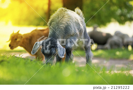 Young Goat eating grass 21295222