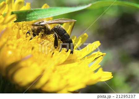 bee polinating on a yellow flower bee polinating on a yellow flower 21295237