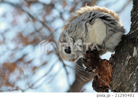 エゾモモンガ 21295401