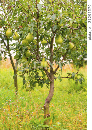Small pear tree filled with fruit. Small pear tree filled with fruit. 21295570