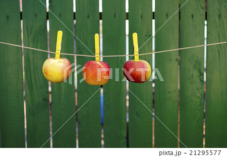 rope with clothespins and apples 21295577