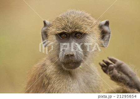 Portrait of an Olive Baboon Portrait of an Olive Baboon 21295654